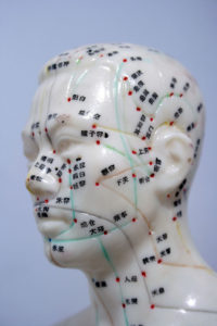 Model head showing acupuncture points